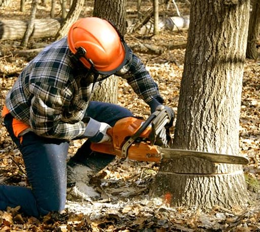 Tree Removal in Exeland, WI